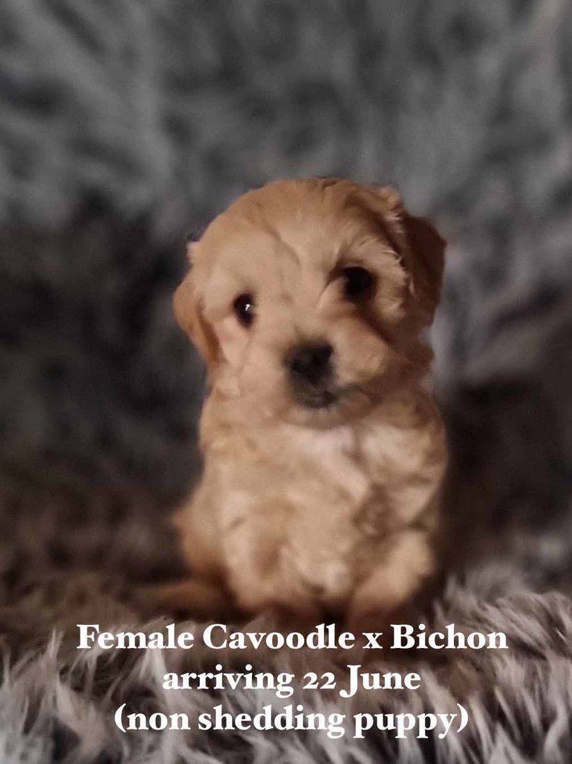 mount lawley pets and puppies