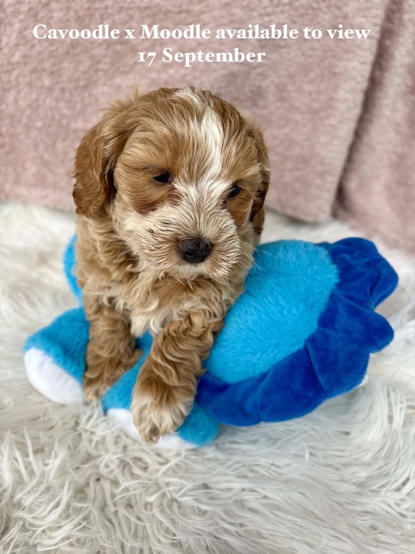 mount lawley pets and puppies