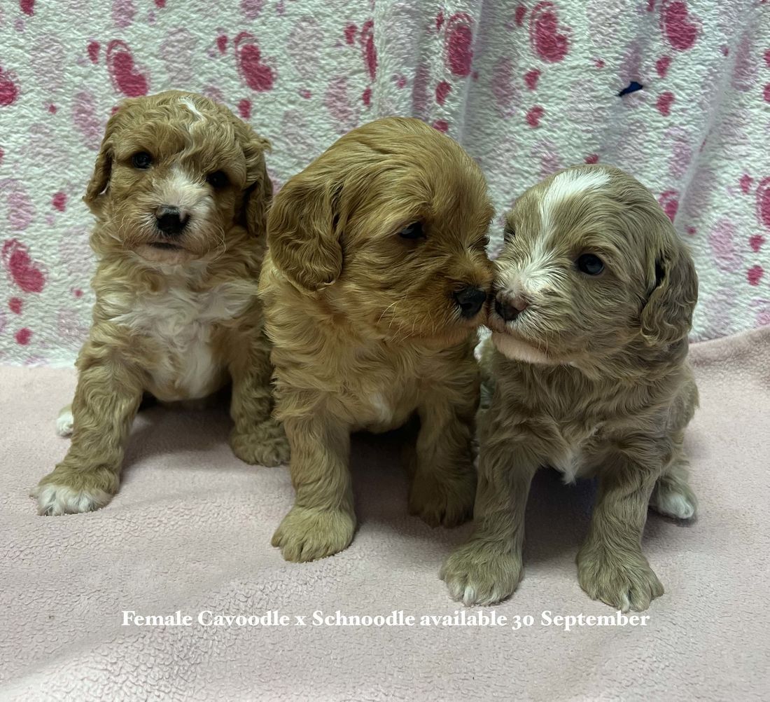 mount lawley pets and puppies