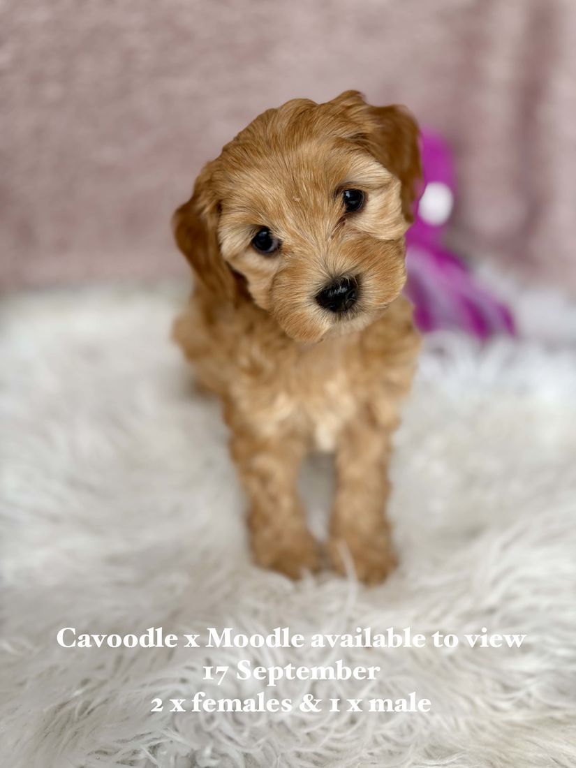 mount lawley pets and puppies