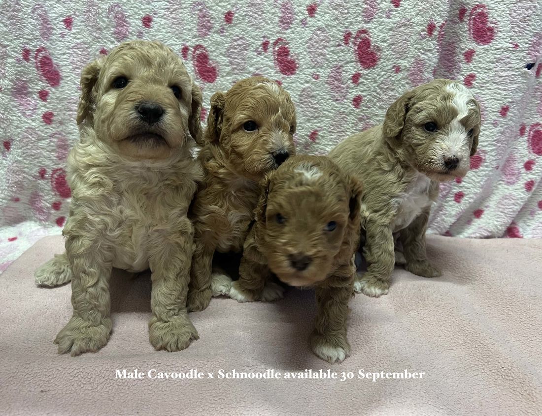 mount lawley pets and puppies