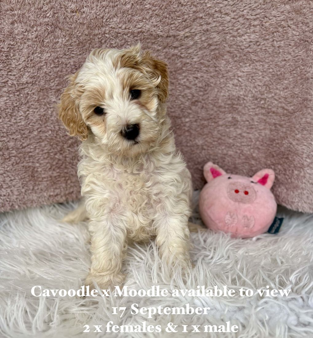 mount lawley pets and puppies