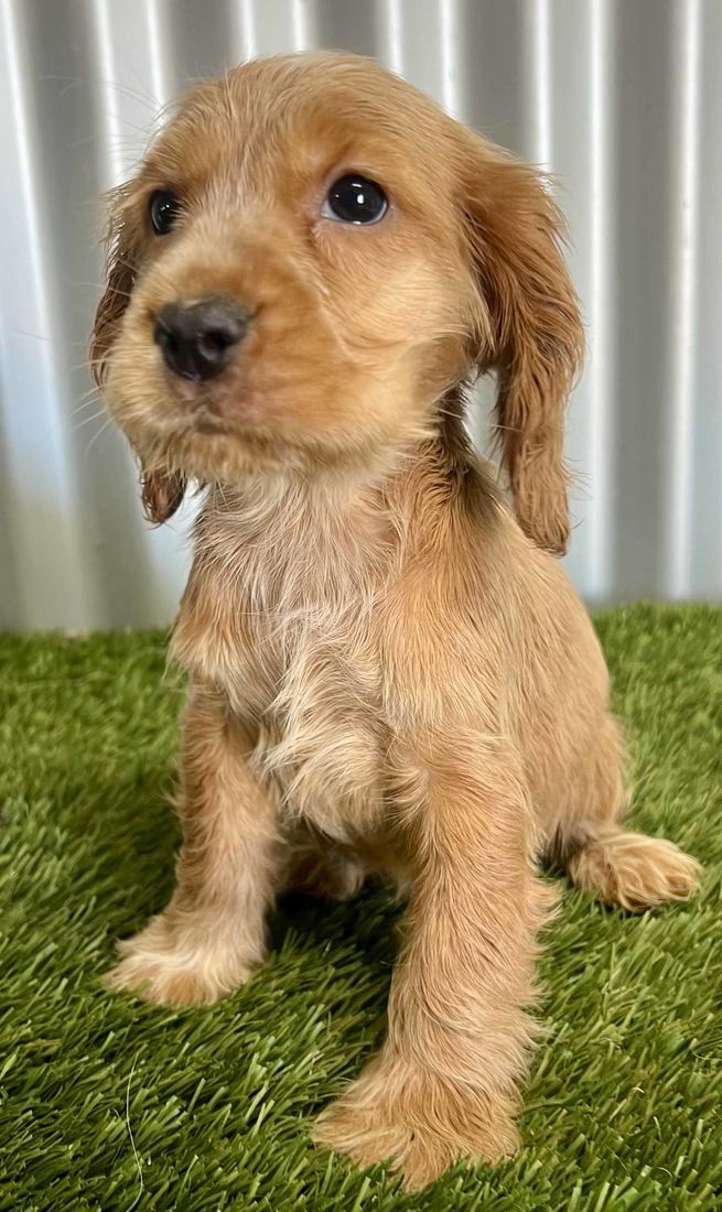 mount lawley pets and puppies