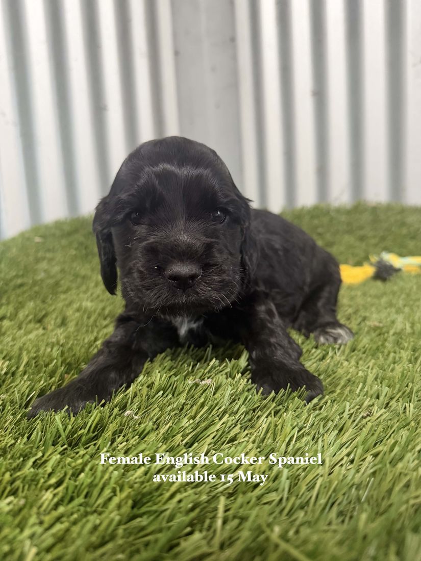 mount lawley pets and puppies