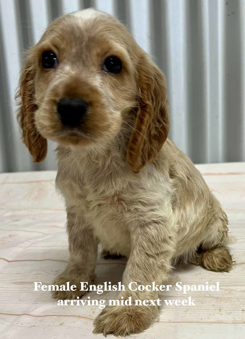 mount lawley pets and puppies