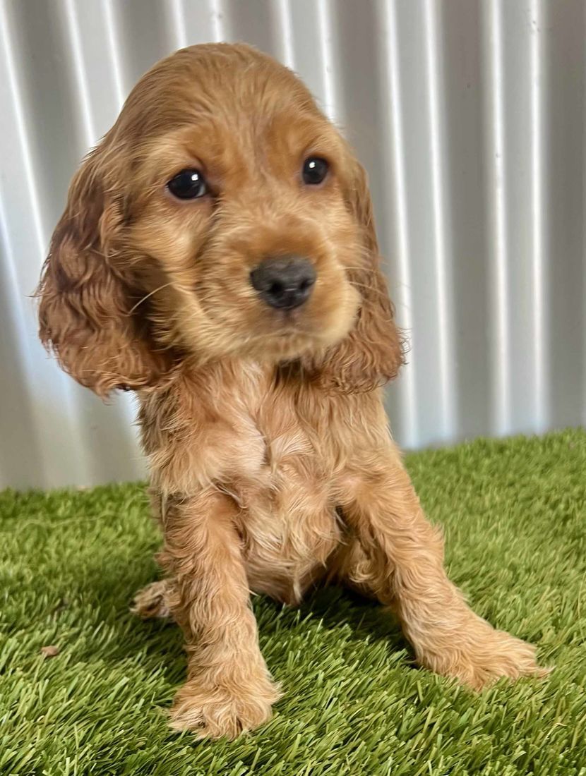 mount lawley pets and puppies