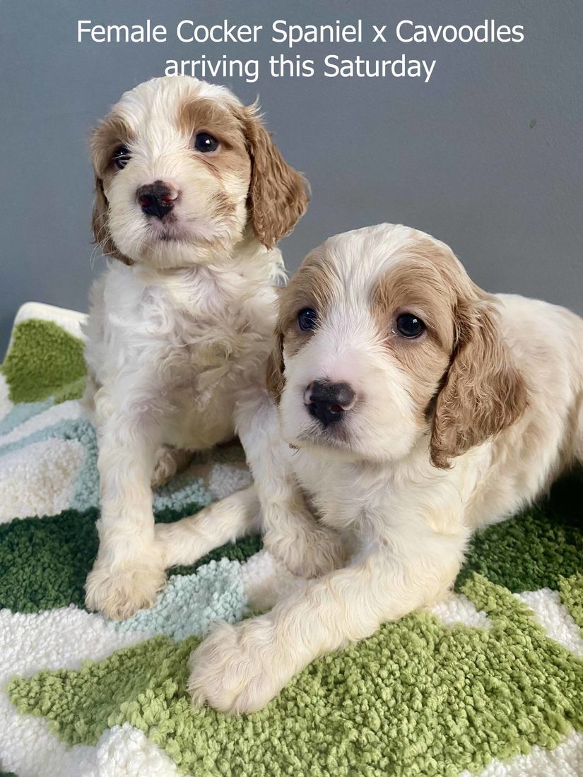 mount lawley pets and puppies