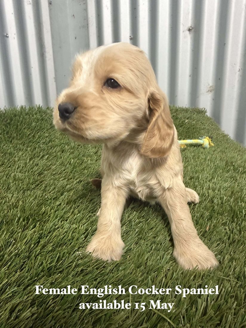 mount lawley pets and puppies