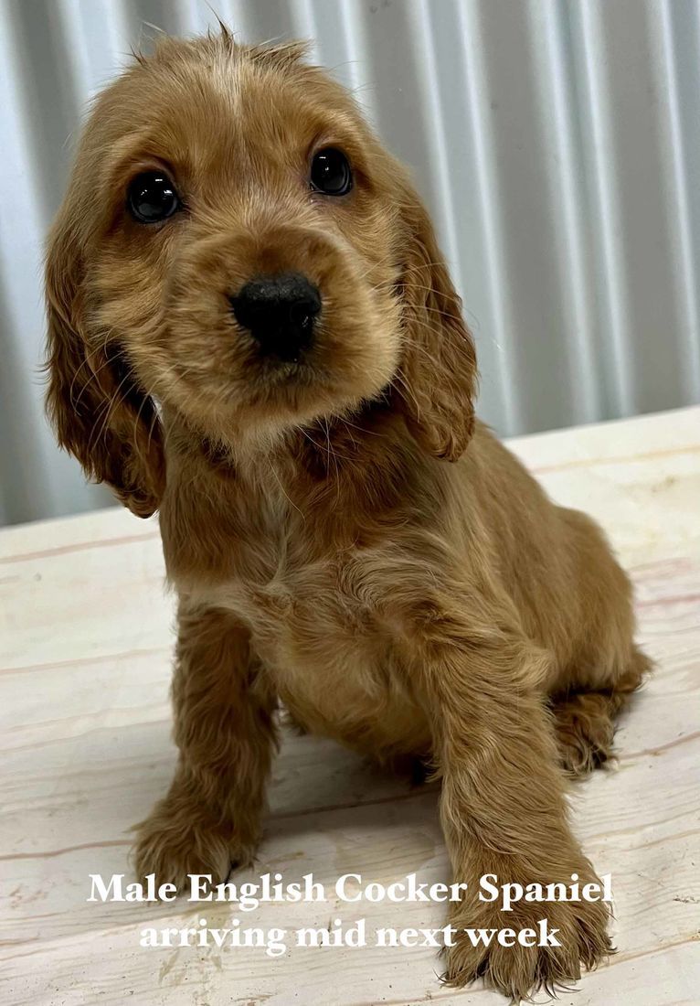 mount lawley pets and puppies
