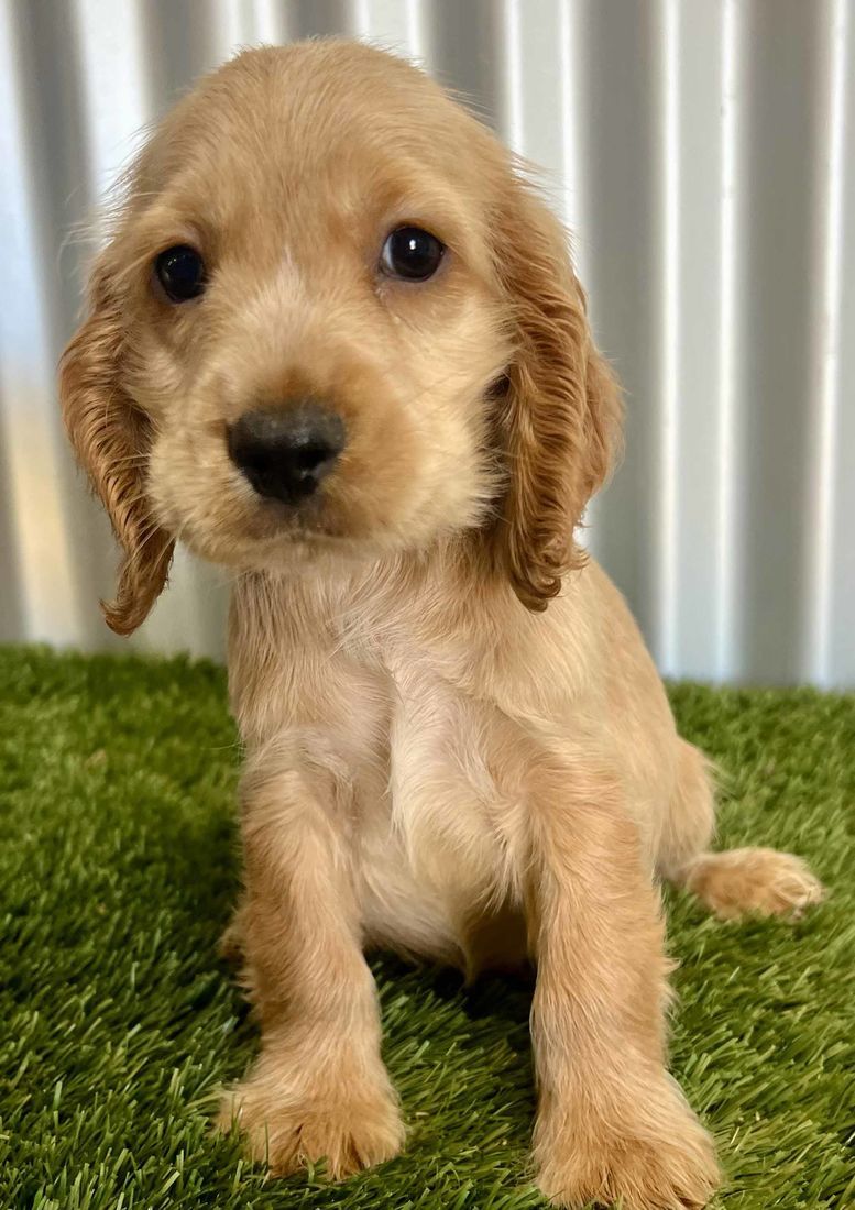 mount lawley pets and puppies
