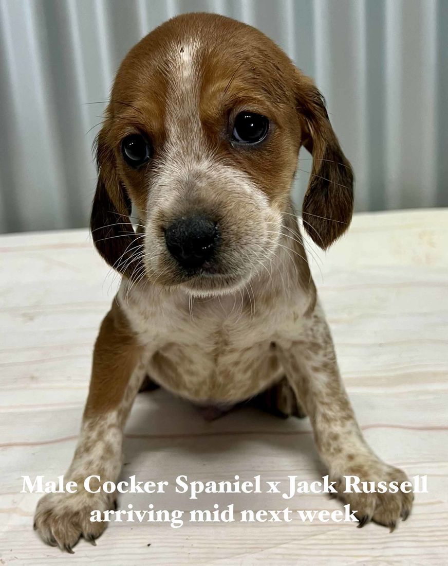 mount lawley pets and puppies
