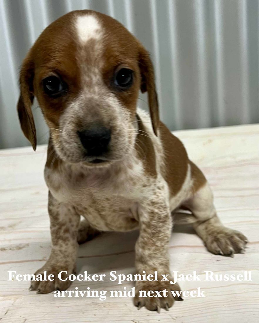 mount lawley pets and puppies