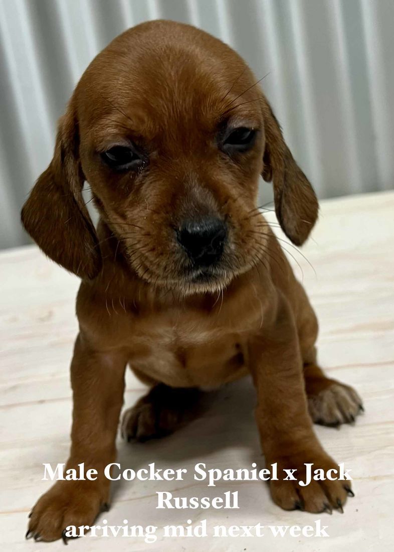 mount lawley pets and puppies
