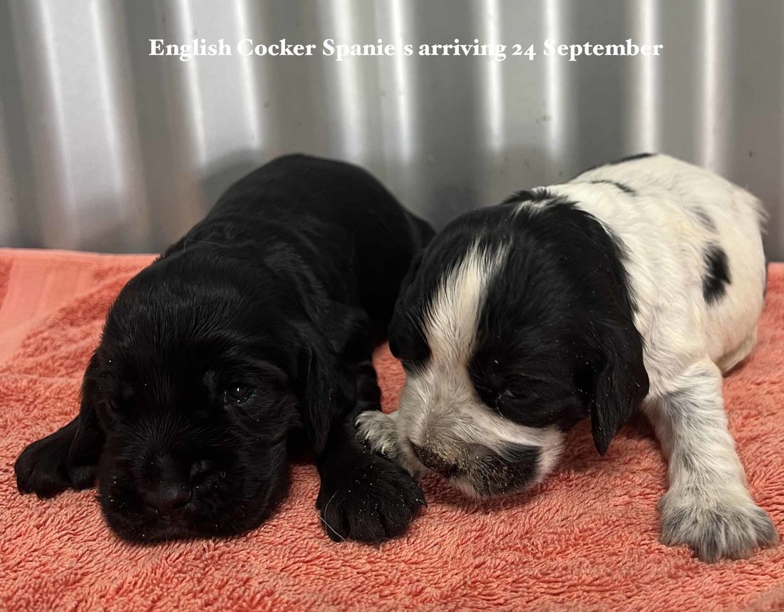 mount lawley pets and puppies