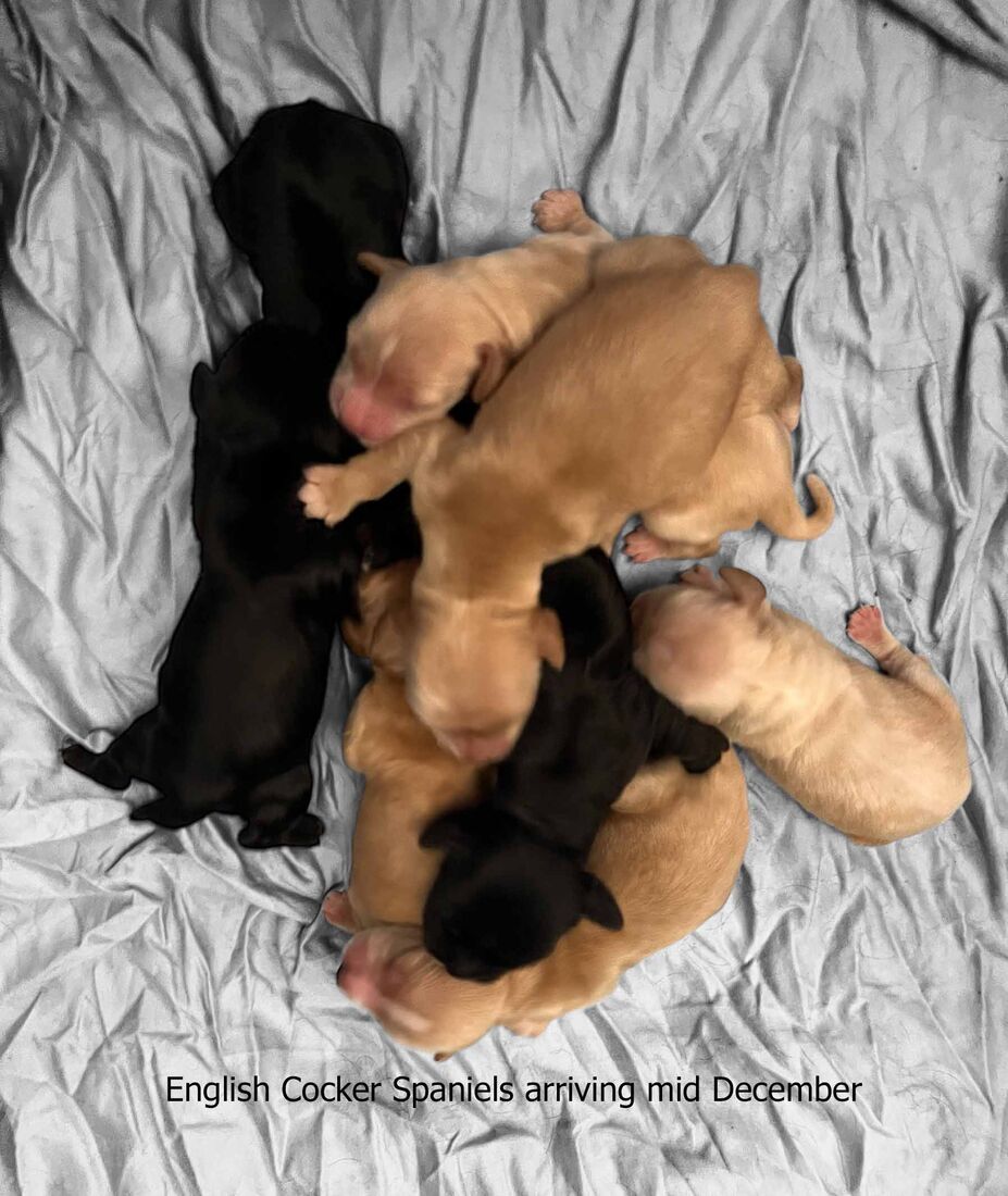 mount lawley pets and puppies