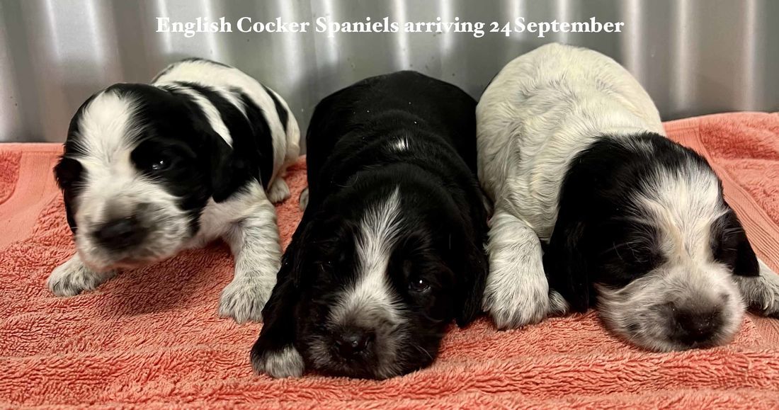mount lawley pets and puppies