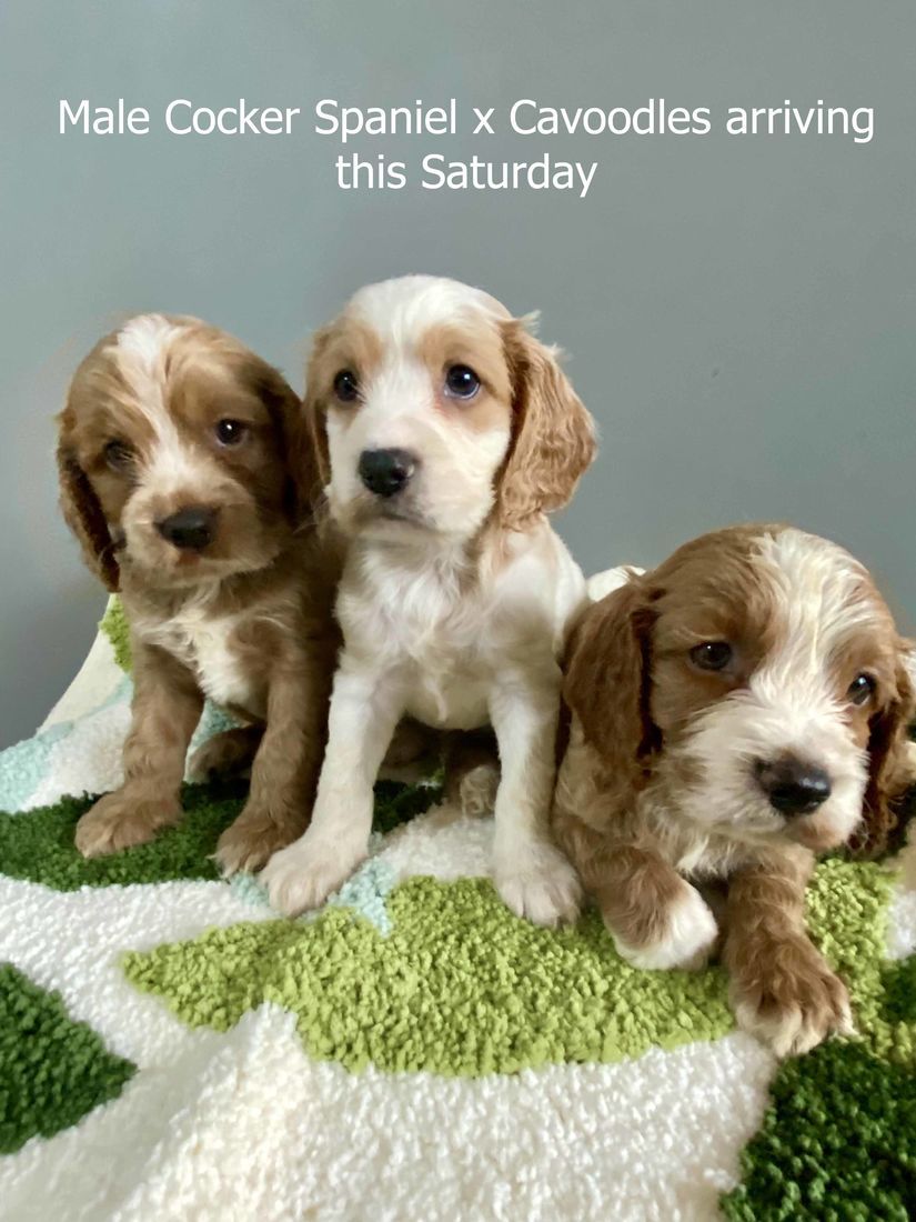 mount lawley pets and puppies