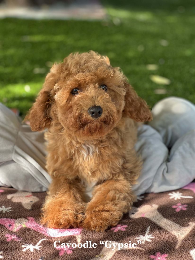 mount lawley pets and puppies