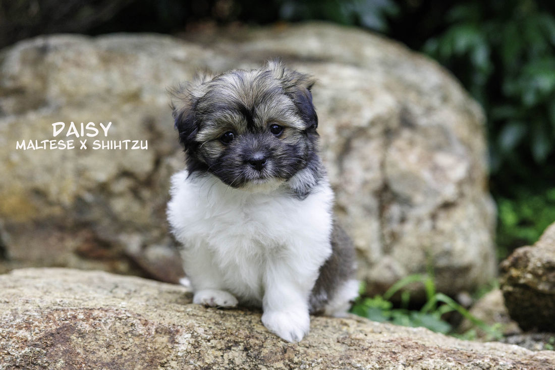 Mount Lawley Pets and Puppies