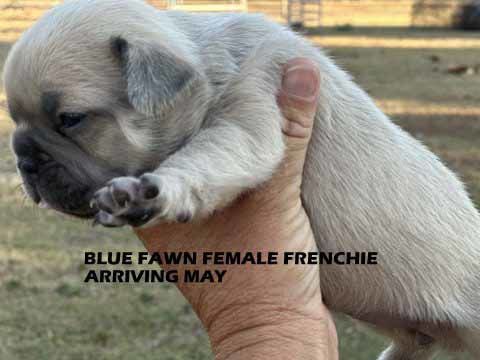 mount lawley pets and puppies