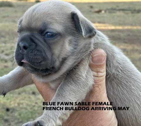 mount lawley pets and puppies