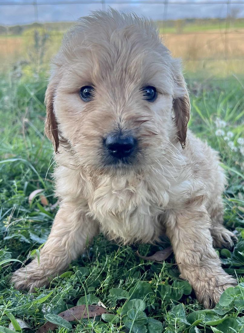 mount lawley pets and puppies