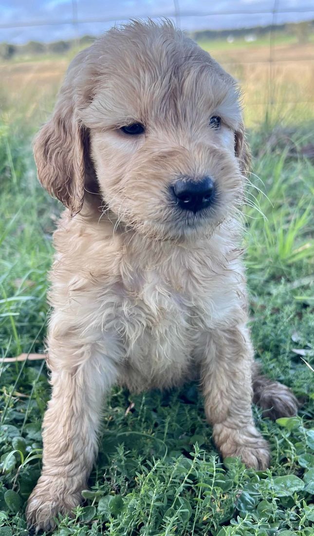 mount lawley pets and puppies