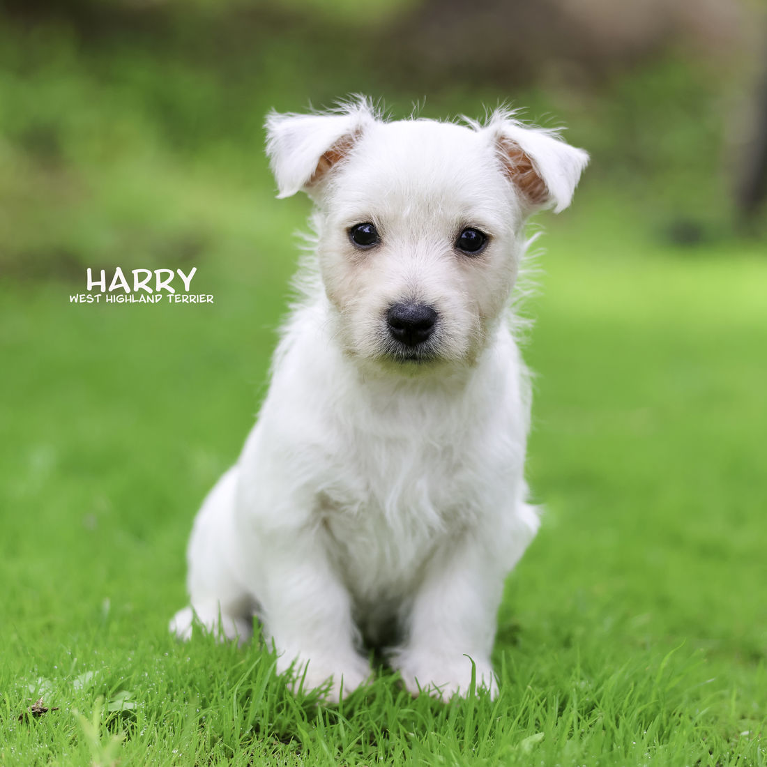 mount lawley pets and puppies