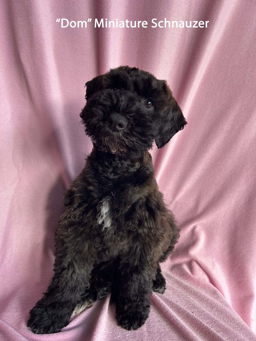 mount lawley pets and puppies