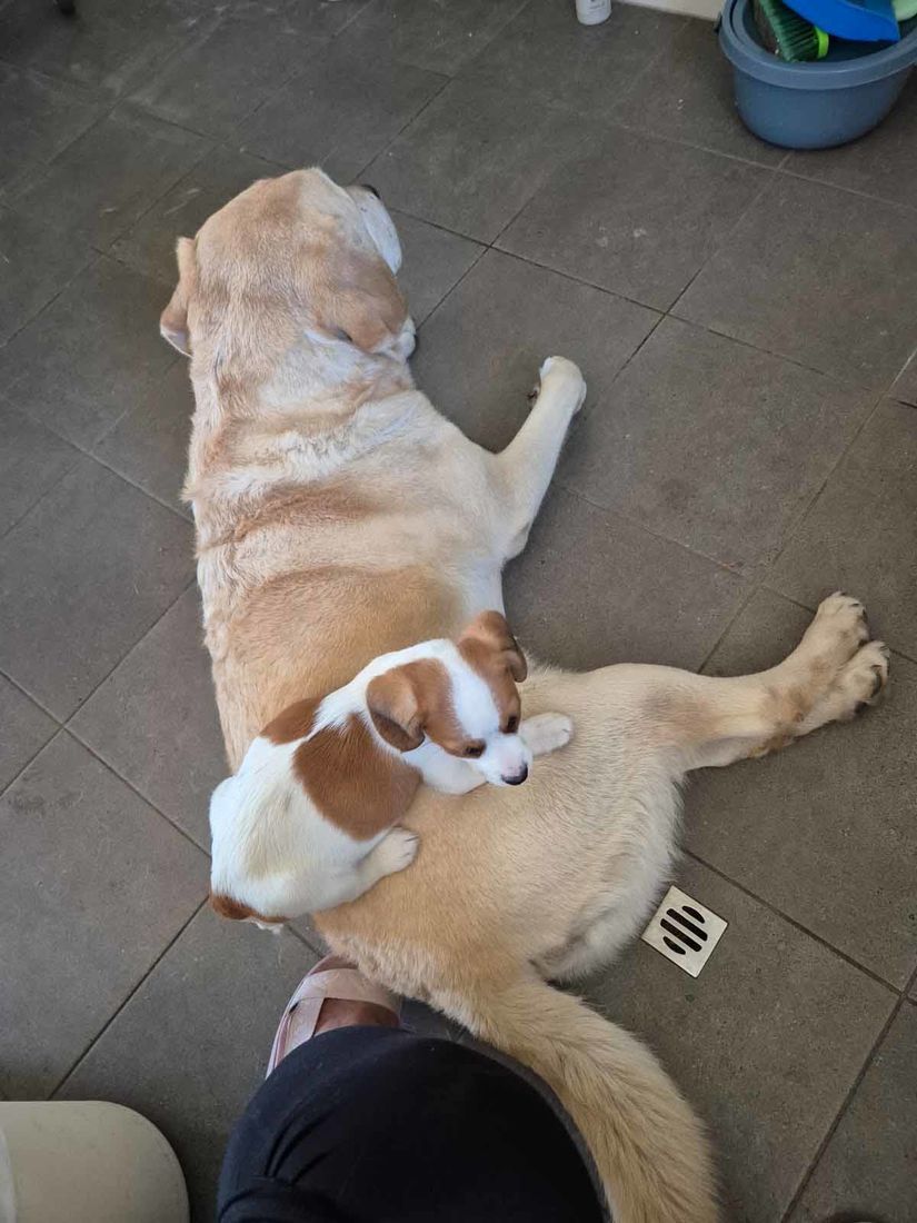 mount lawley pets