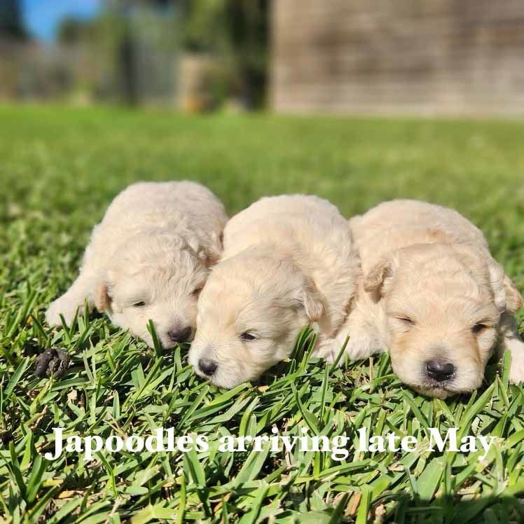 mount lawley pets and puppies