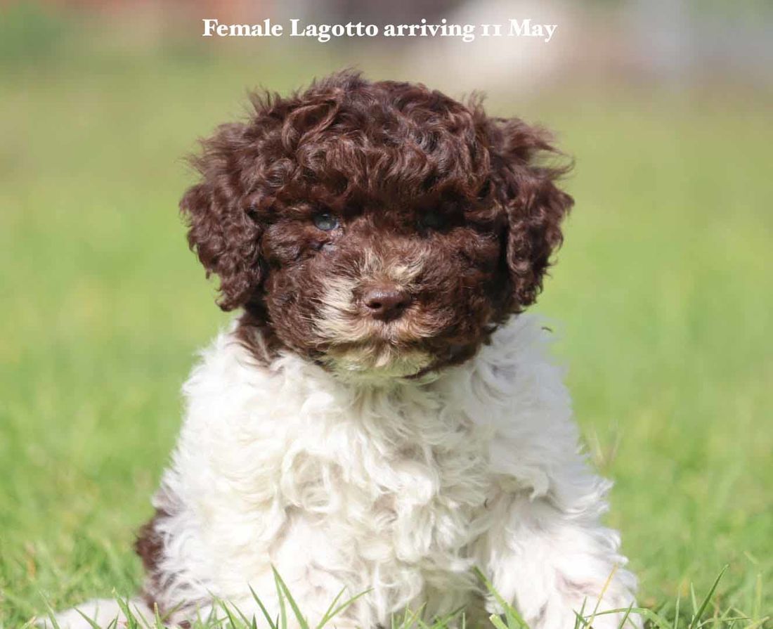 mount lawley pets