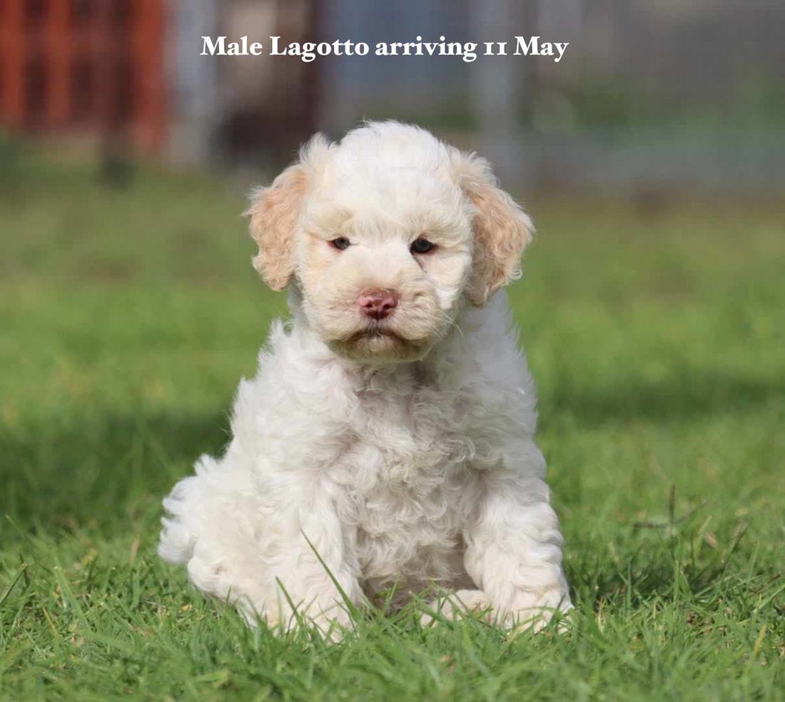 mount lawley pets