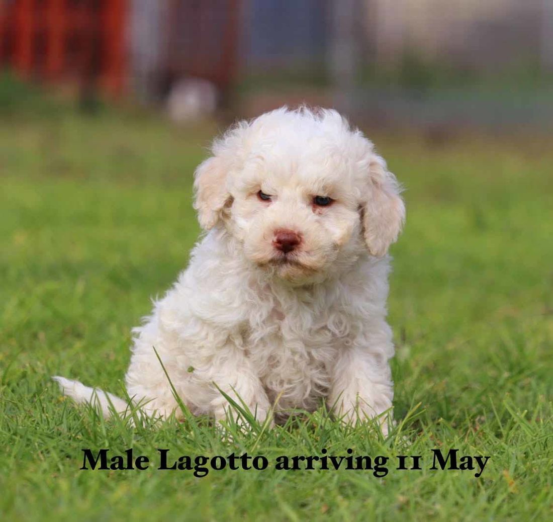 mount lawley pets