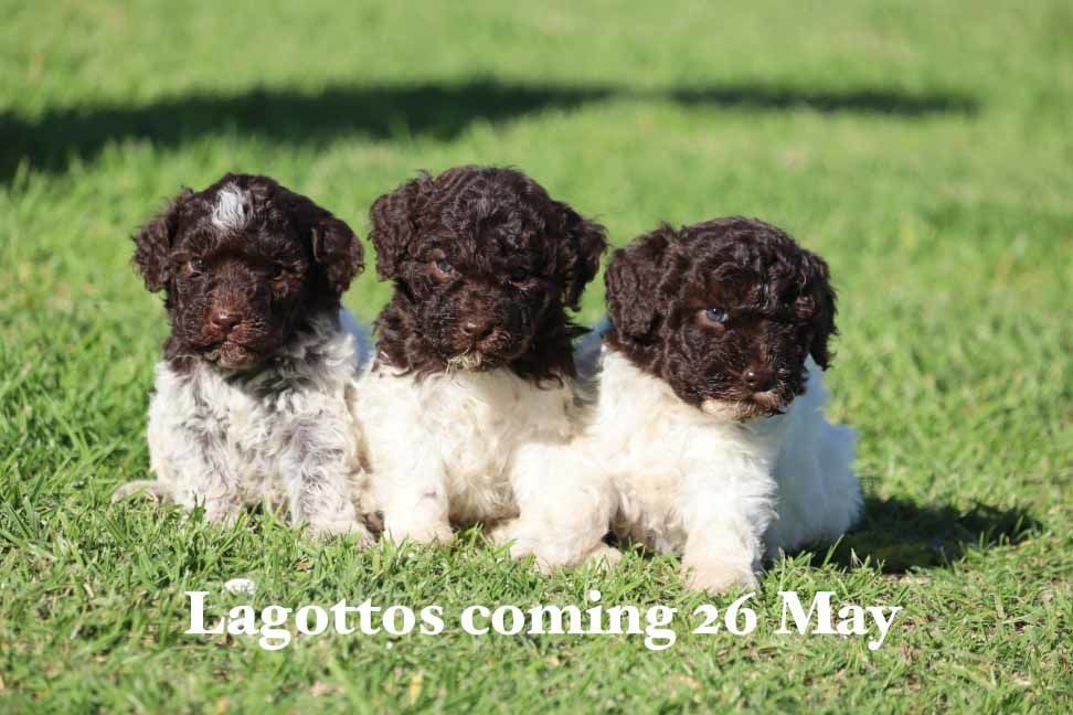 mount lawley pets and puppies