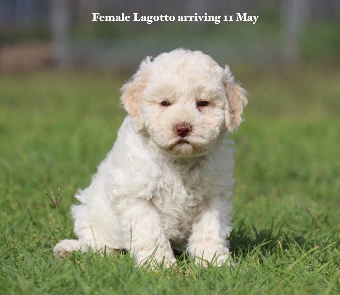 mount lawley pets