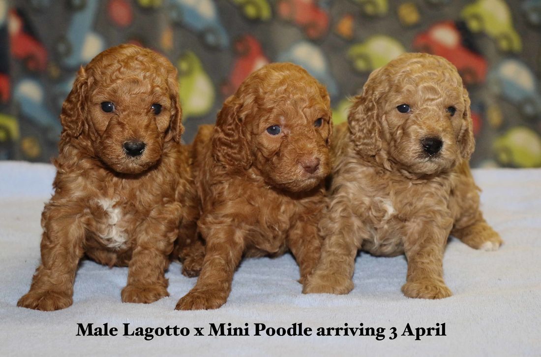 mount lawley pets and puppies lagotto mini poodle