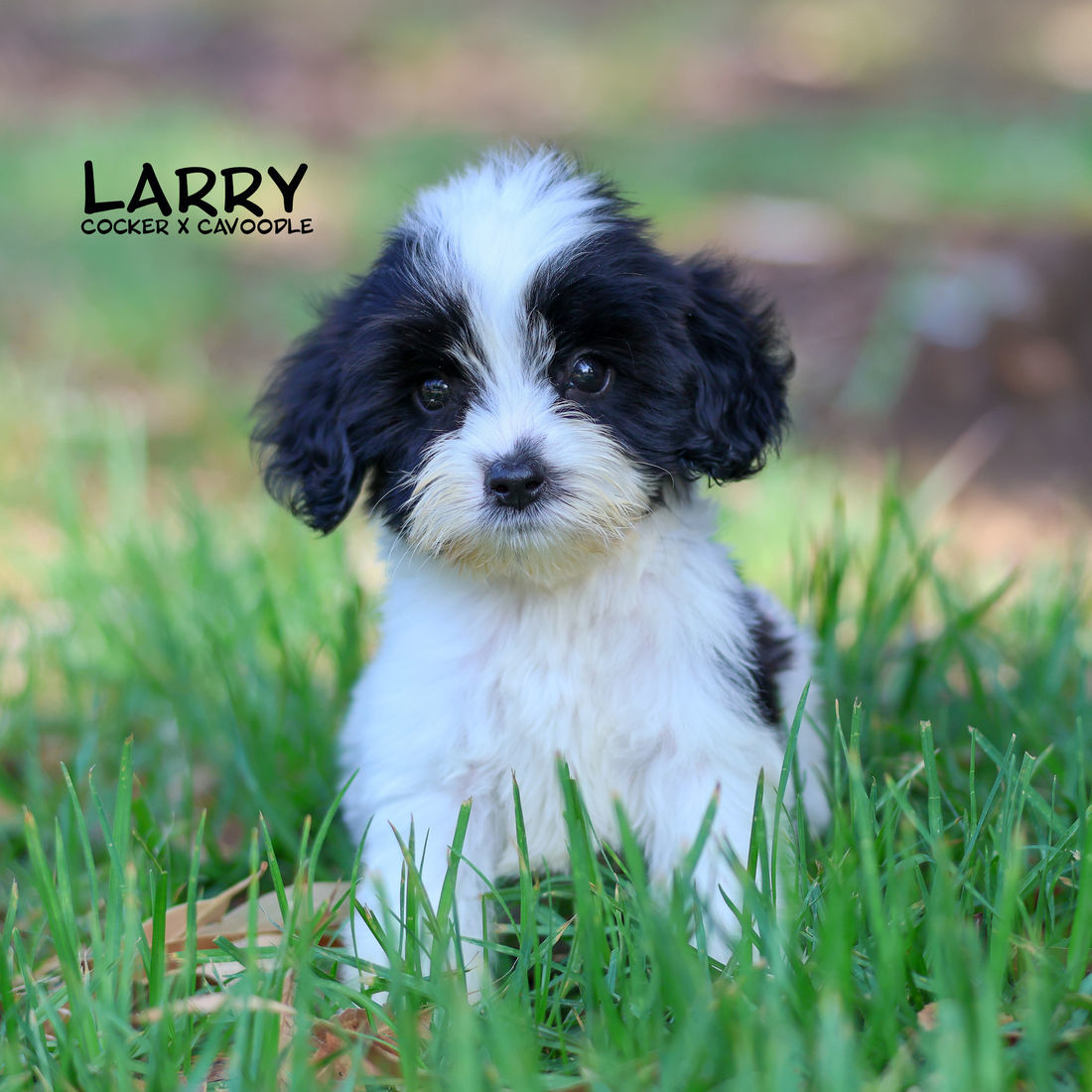 Mount Lawley Pets and Puppies