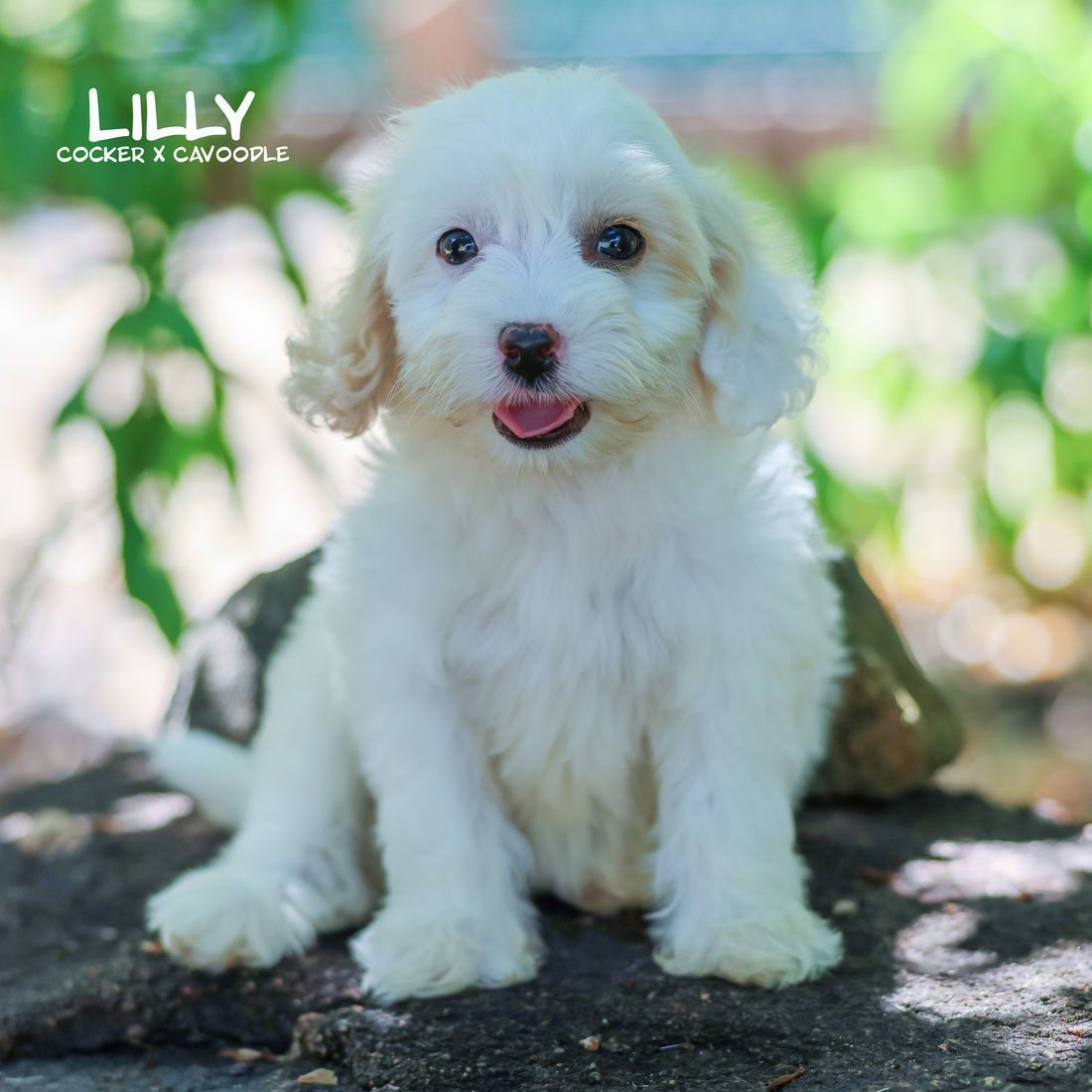 Mount Lawley Pets and Puppies