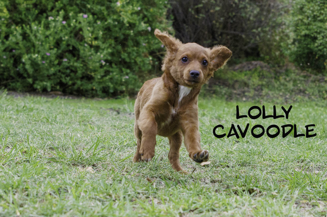 Mount Lawley Pets and Puppies