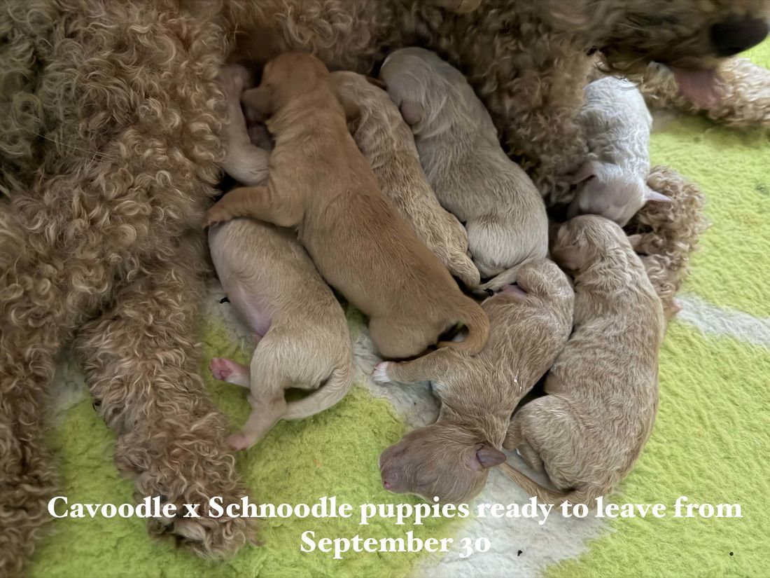 mount lawley pets and puppies