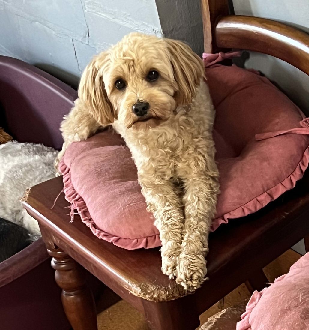 mount lawley pets and puppies