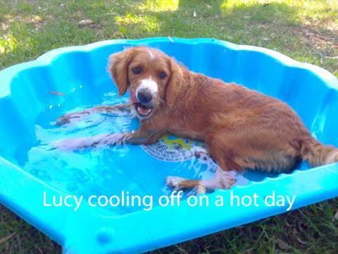 mount lawley pets and puppies