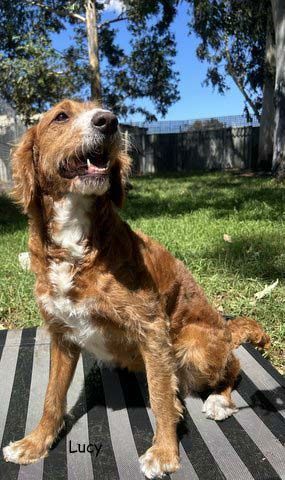 mount lawley pets and puppies