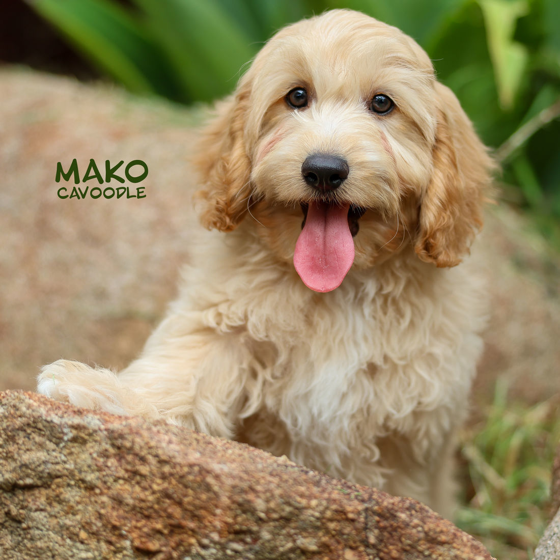 Mount Lawley Pets and Puppies