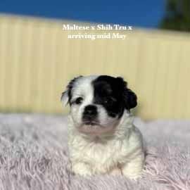mount lawley pets