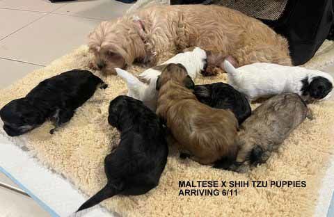 mount lawley pets and puppies