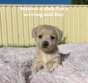 mount lawley pets