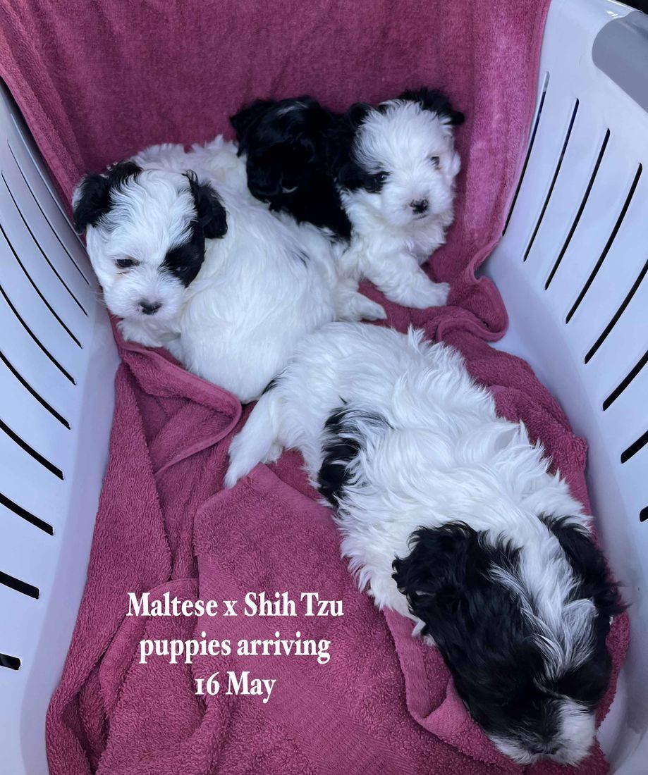 mount lawley pets