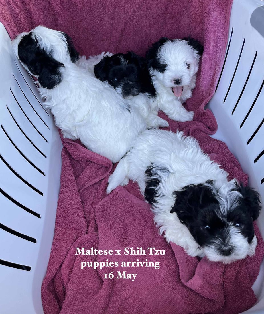 mount lawley pets